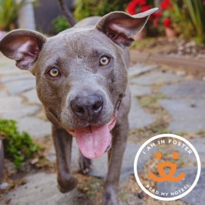 Floral is a sweet 1-year-old who has blossomed in foster care showing a cuddly playful and gentle