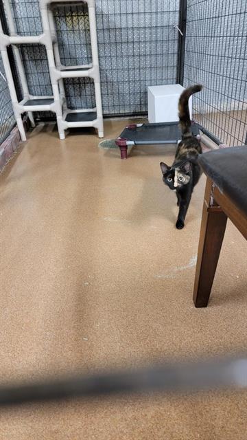 STRIPE, an adoptable Domestic Short Hair in Casper, WY, 82601 | Photo Image 1