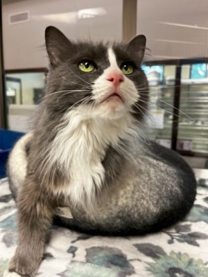 LuLu, Senior Female Domestic Long Hair