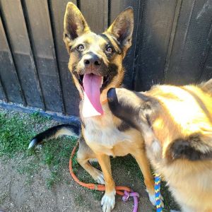 I WAS FOUND AT 4900 BLK E 7TH ST LONG BEACH CA 90804 IN LONG BEACHMy adoption evaluation date is