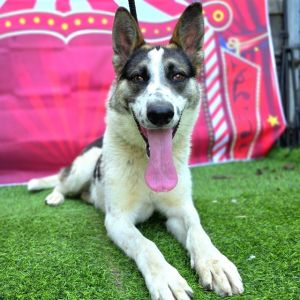 I WAS FOUND AT 4000 BLK 7TH ST LONG BEACH CA 90814 IN LONG BEACHMy adoption evaluation date is 04