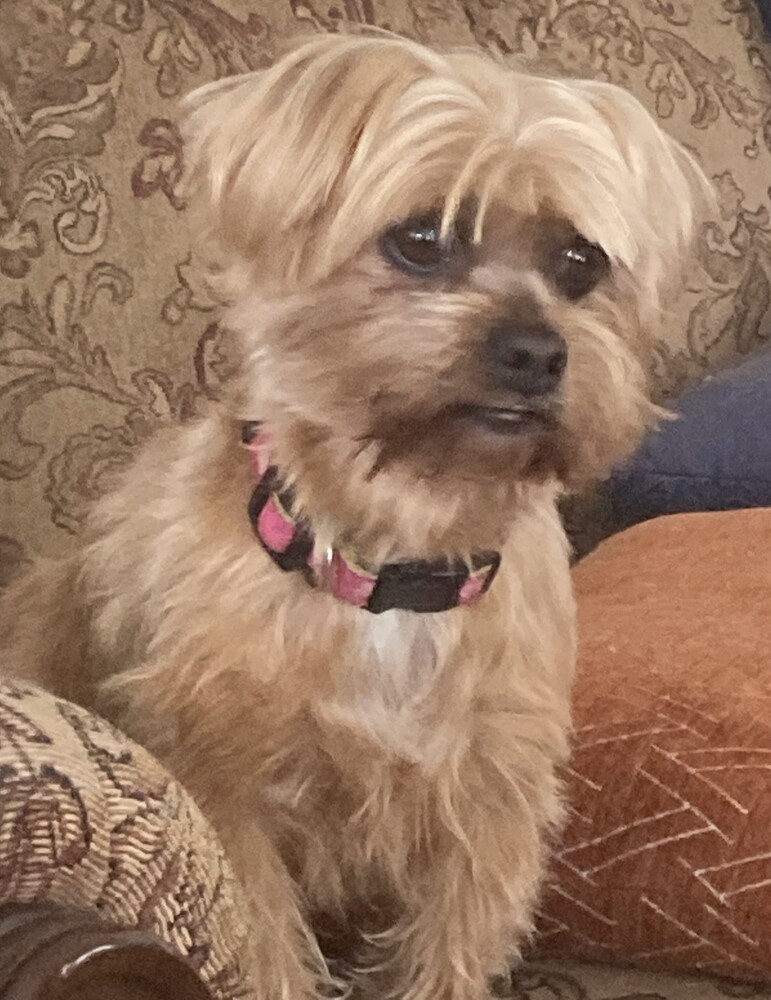 Elvis
