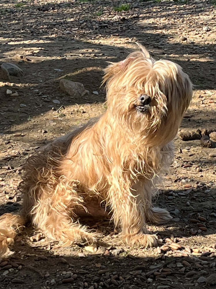 Elvis
