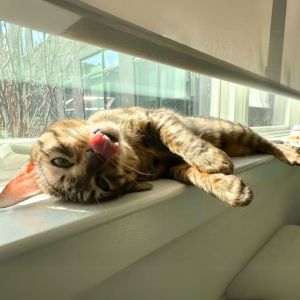 Percival, Young Male Domestic Short Hair