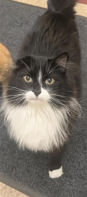 Marley, an adoptable Domestic Long Hair, Domestic Short Hair in Hutchinson, KS, 67504 | Photo Image 1