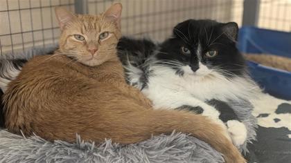Marley, an adoptable Domestic Long Hair, Domestic Short Hair in Hutchinson, KS, 67504 | Photo Image 2