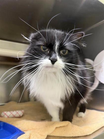 Marley, an adoptable Domestic Long Hair, Domestic Short Hair in Hutchinson, KS, 67504 | Photo Image 3