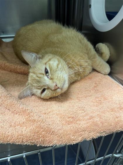 Blueberry, an adoptable Domestic Short Hair in Hutchinson, KS, 67504 | Photo Image 3