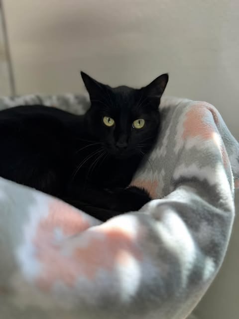 Cliff, an adoptable Domestic Short Hair in Brookings, OR, 97415 | Photo Image 1