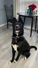 Alfie