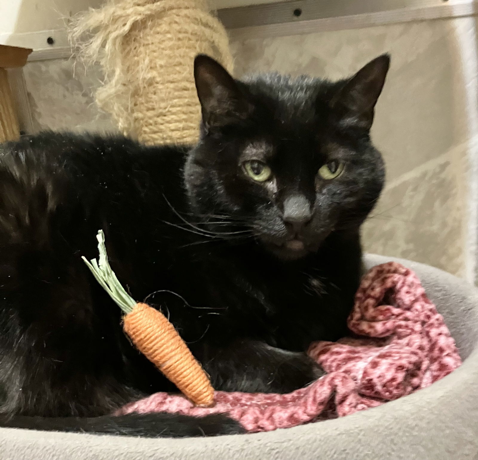 Salem