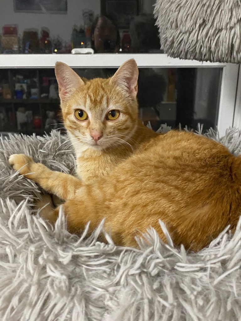 Butterscotch fka Penny
