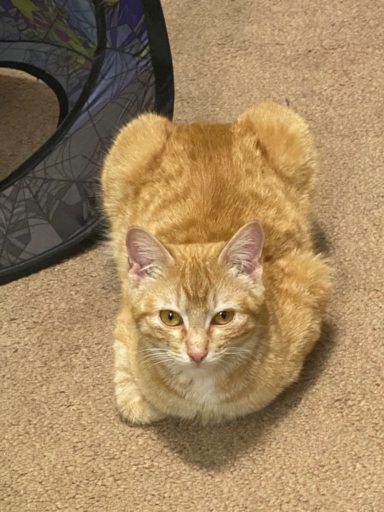 Butterscotch fka Penny