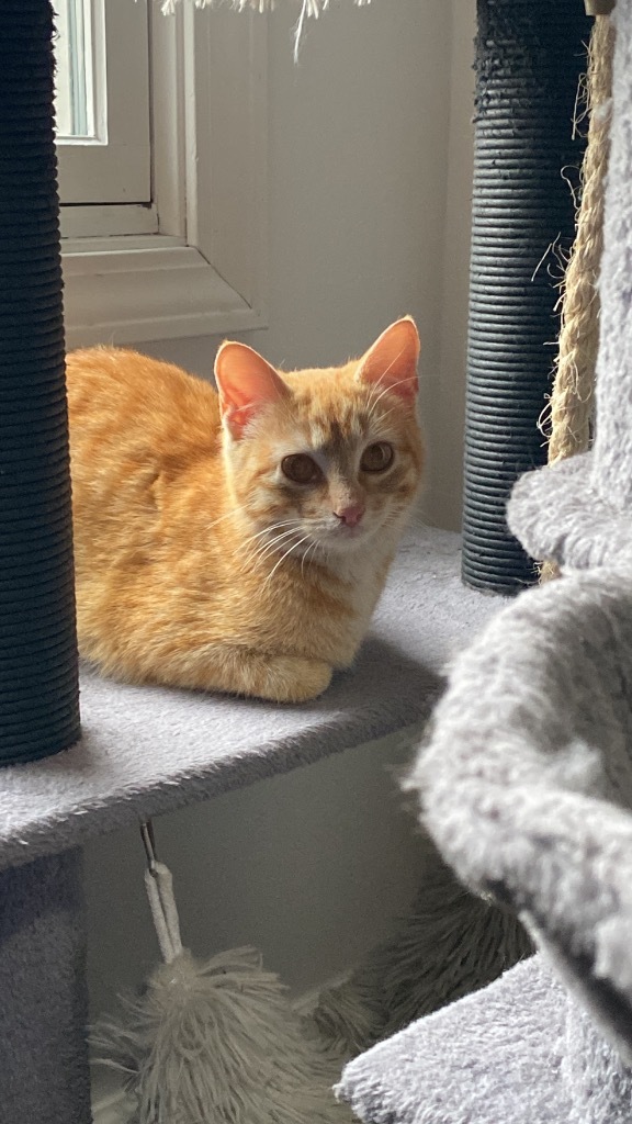 Butterscotch fka Penny