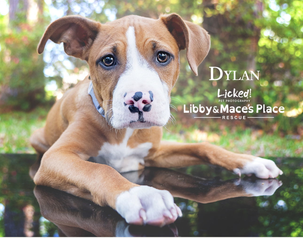 Dylan