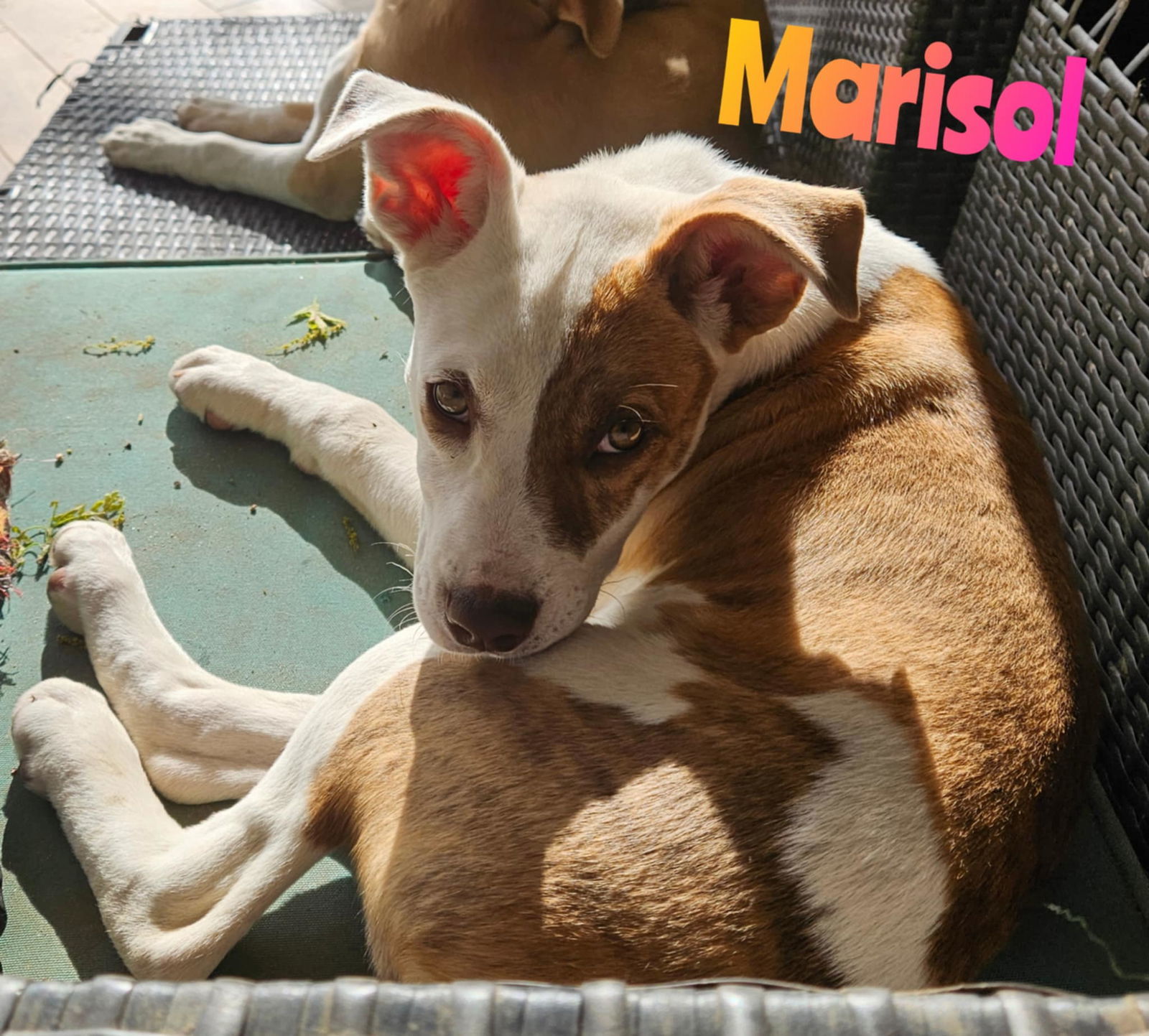 MARISOL