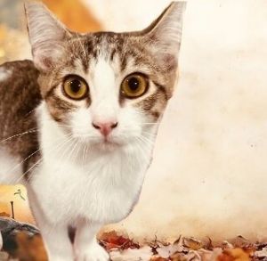 Teddy, Young Male Domestic Short Hair