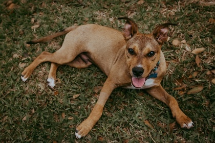 Maxley
