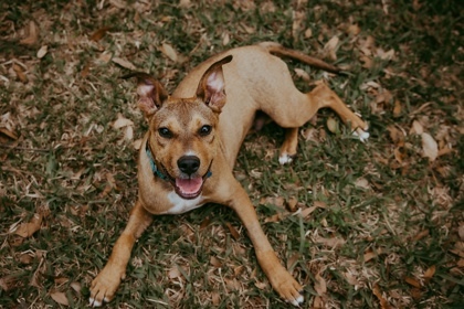 Maxley