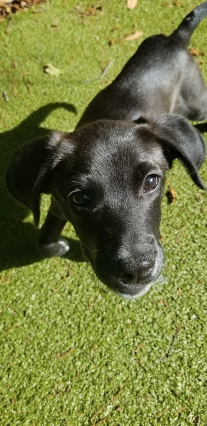 Matteo