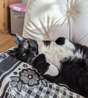 Marla, Adult Female Tuxedo