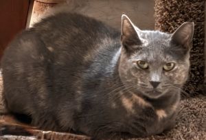 Pawla, Adult Female Domestic Short Hair