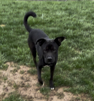 Atticus