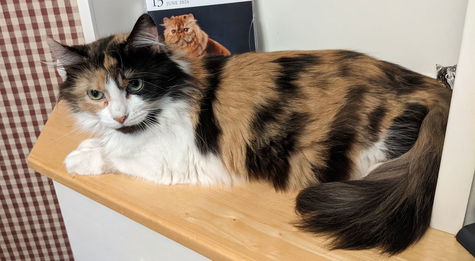Mama Cal, an adoptable Domestic Medium Hair, Calico in Kohler, WI, 53044 | Photo Image 2
