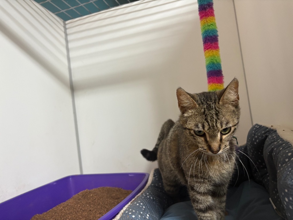 Mari, an adoptable American Shorthair in Fulton, TX, 78358 | Photo Image 1