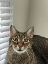 Archie FEE WAIVED photo 1