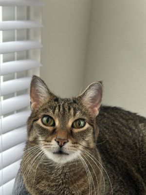 Archie FEE WAIVED, Senior Male Domestic Short Hair