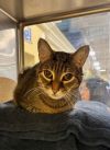 Archie FEE WAIVED photo 2