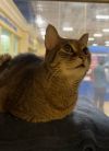 Archie FEE WAIVED photo 3