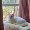 Suki (one eye) (&amp; Simon) bonded *FEE WAIVED* photo 1