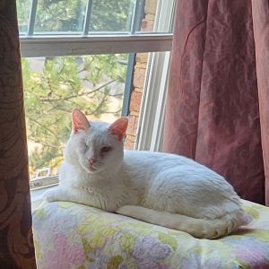 Suki (one eye) (&amp; Simon) bonded *FEE WAIVED*, Senior Female Domestic Short Hair