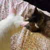 Suki (one eye) (&amp; Simon) bonded *FEE WAIVED* photo 3