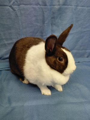 Millie, Adult Female Dutch