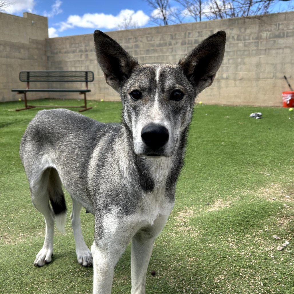 Rainbow - Loves Treats & People