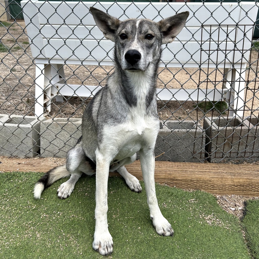 Rainbow - Loves Treats & People