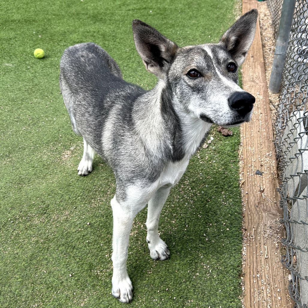 Rainbow - Loves Treats & People