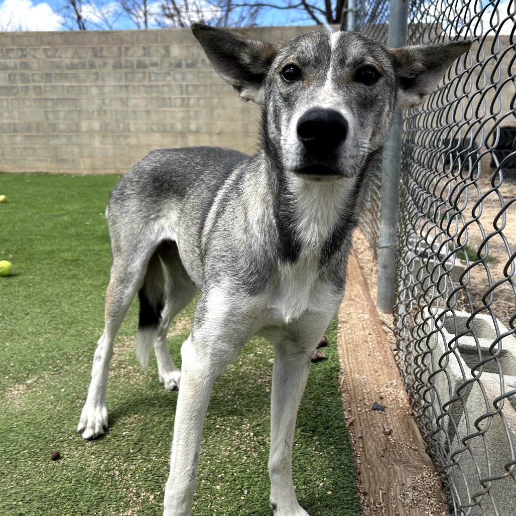 Rainbow - Loves Treats & People
