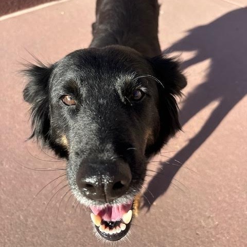 Glinda - Sweet, retired Momma!
