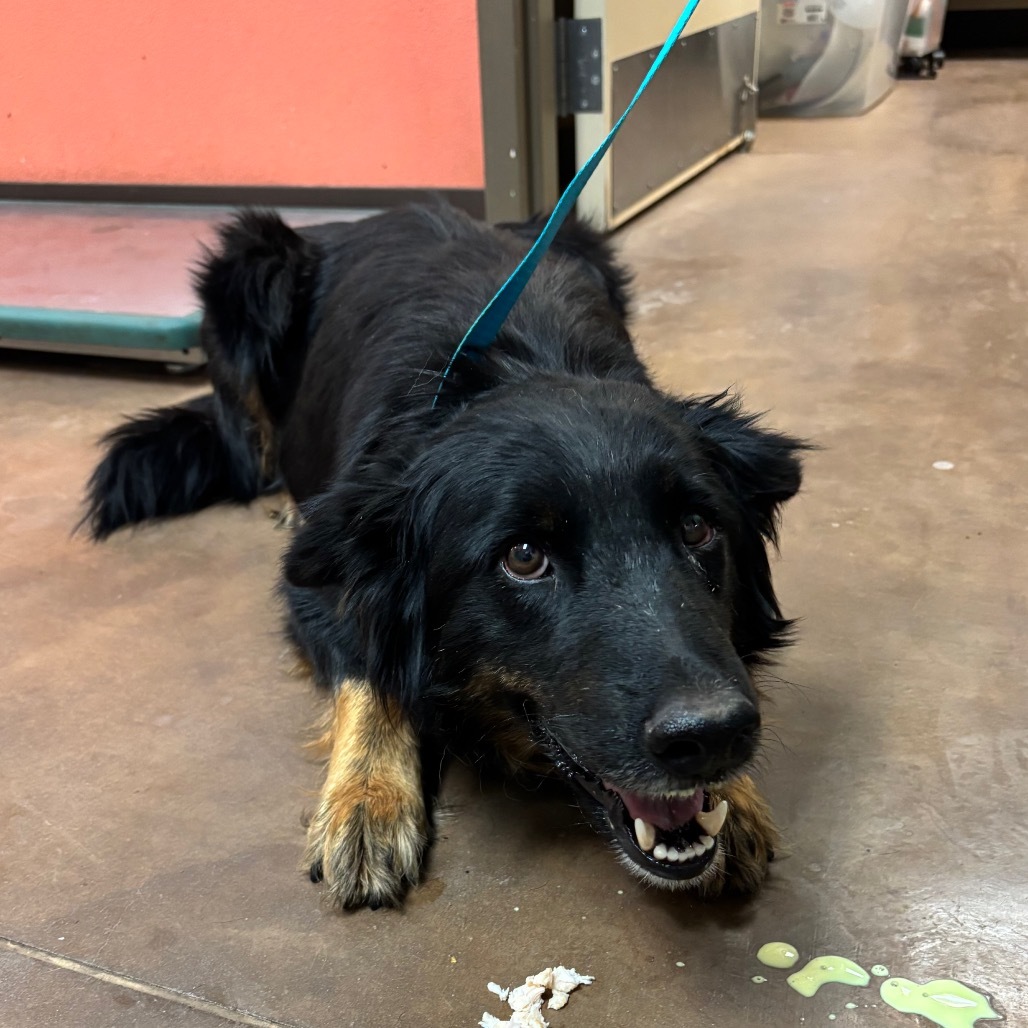 Glinda - Sweet, retired Momma!