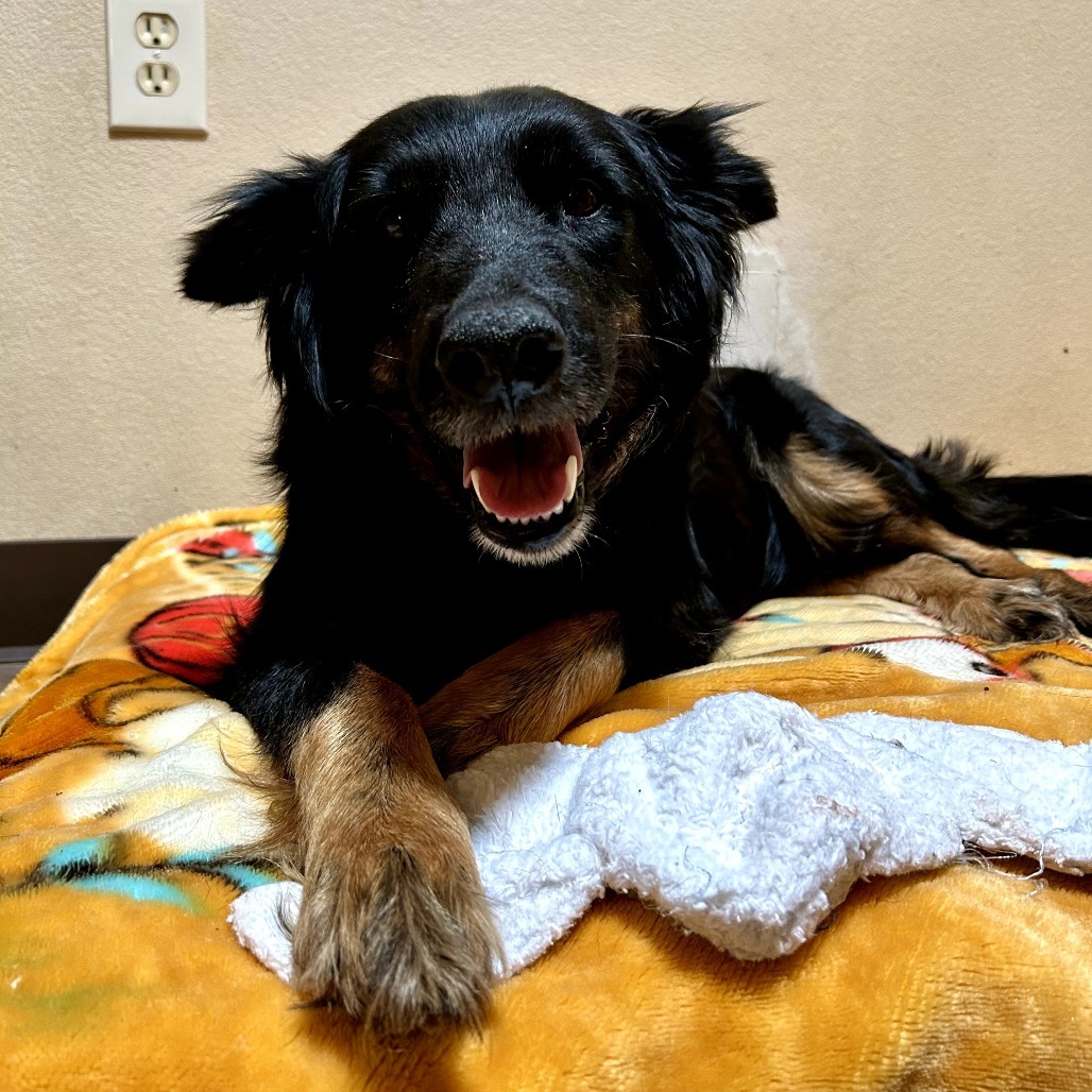 Glinda - Sweet, retired Momma!