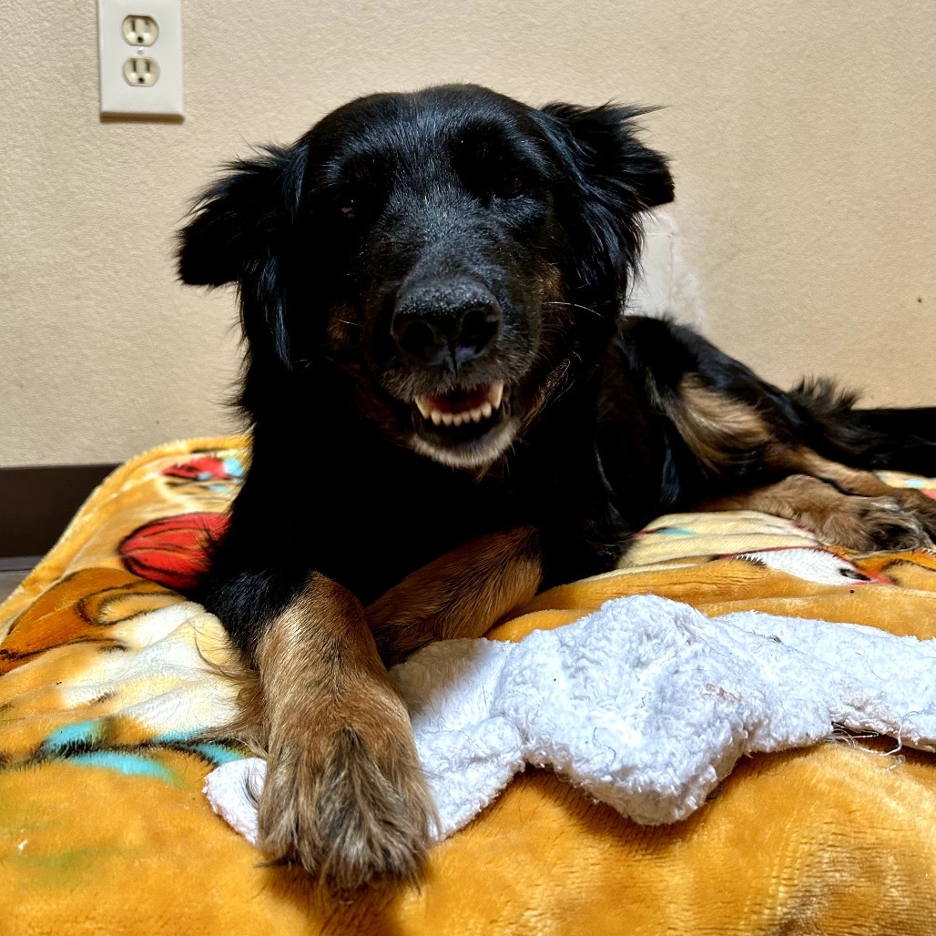 Glinda - Sweet, retired Momma!