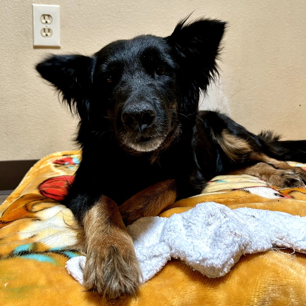 Glinda - Sweet, retired Momma!