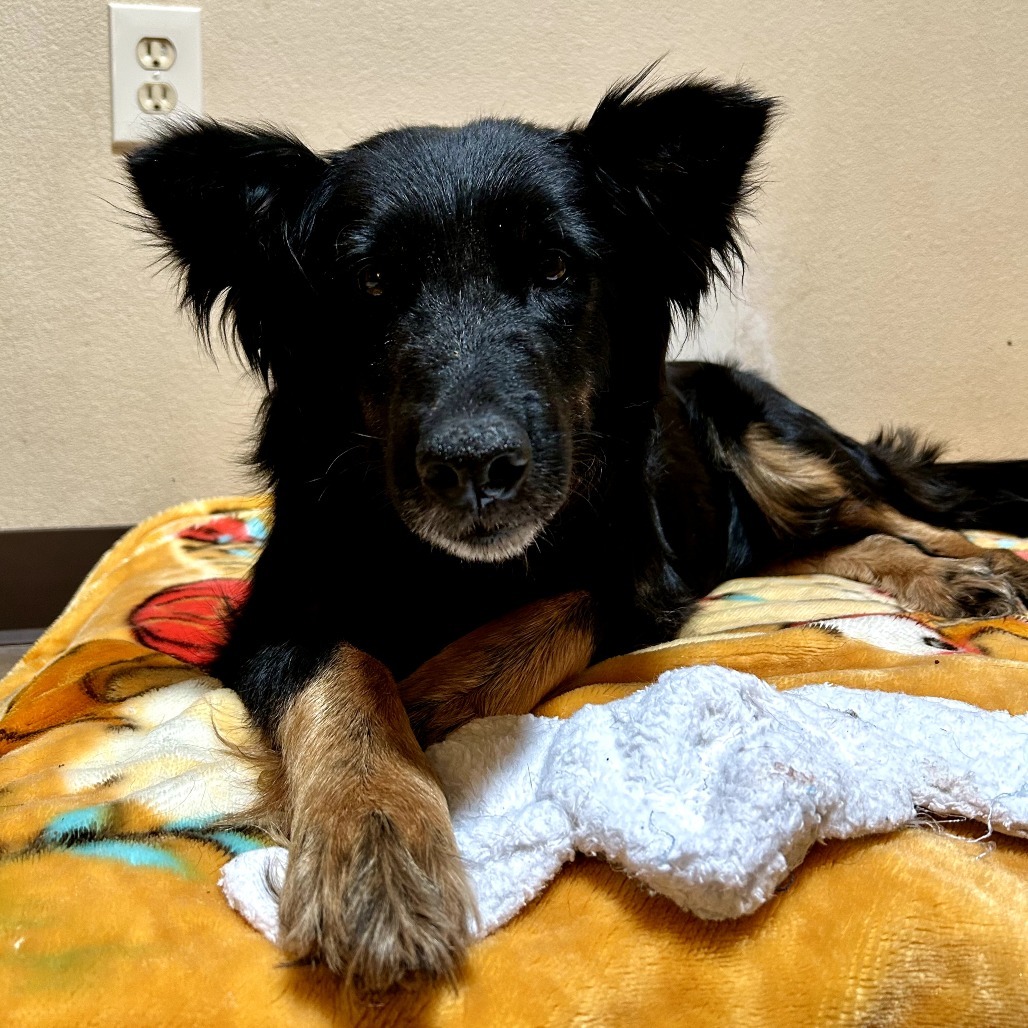 Glinda - Sweet, retired Momma!