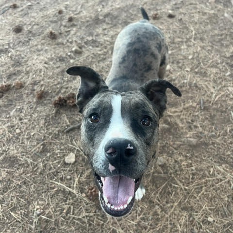Brownie - Happiest girl on the planet & loves dogs