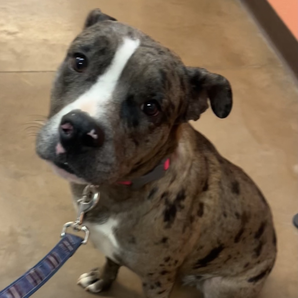 Brownie - Happiest girl on the planet & loves dogs