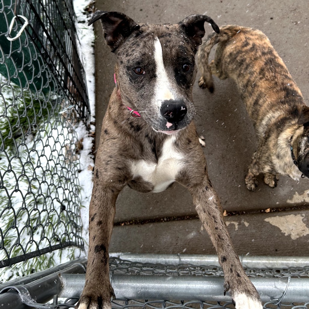Brownie - Happiest girl on the planet & loves dogs